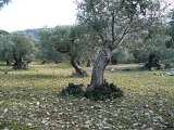 sizilien-mallorca 274